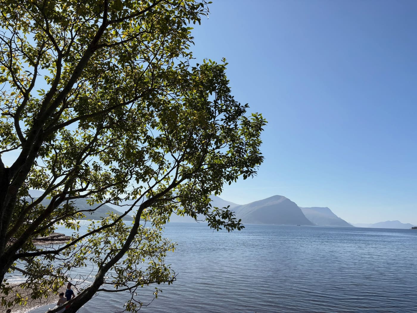 A tree framing a view down a fjord towards distant mountains