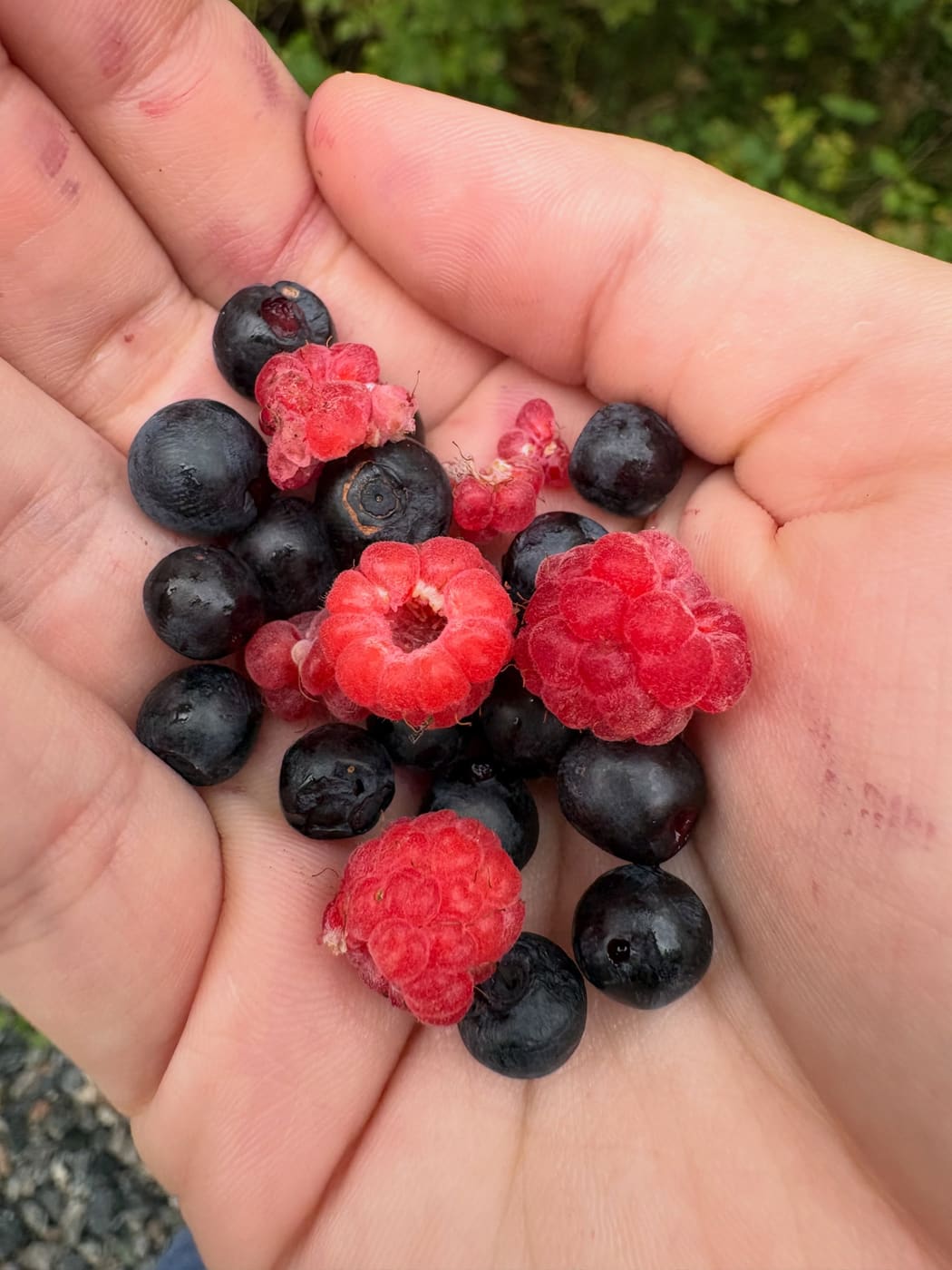 A hand holding a small pile of raspberries and blueberries