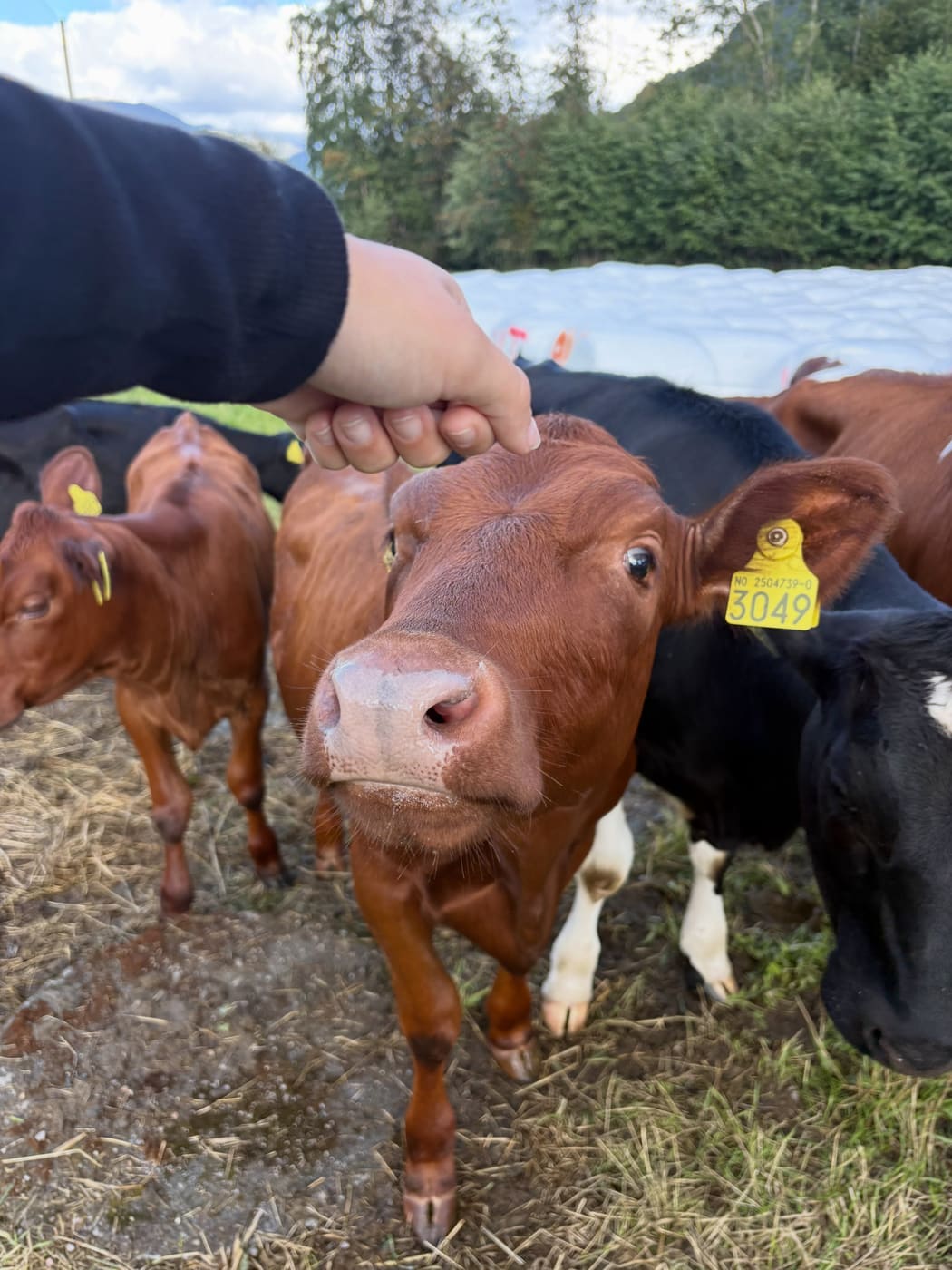 A hand reaching out to a group of young brown and black calves on a Norwegian farm